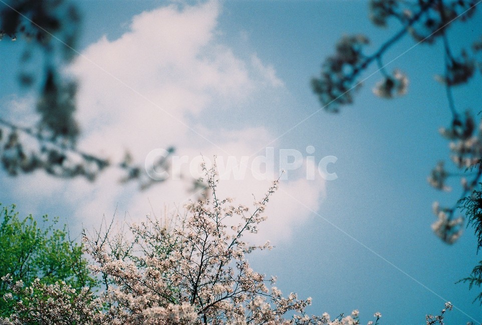 필름카메라,벚꽃,봄,풍경,봄꽃,식물,봄,계절,spring,season,plant