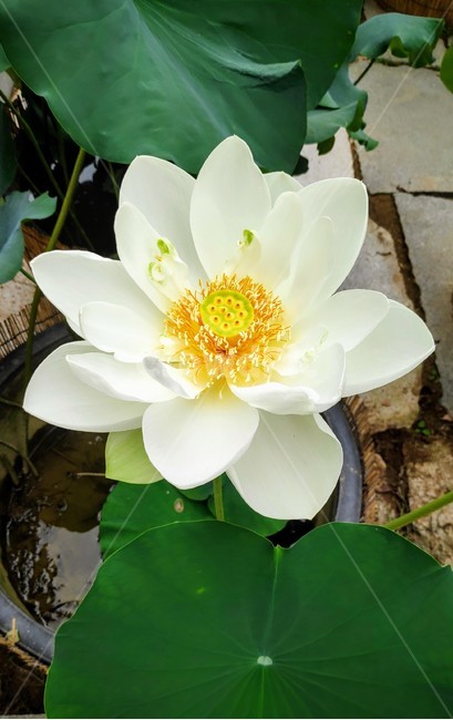 plant,식물,연꽃,꽃,flower