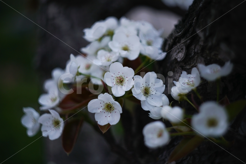 꽃,풍경,봄,계절,매화,봄,계절,spring,season,식물,자연,plants,nature,꽃,flower,plant,blossom,geranium,제라늄