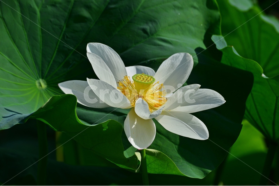 plant,식물,blossom,flower,꽃,연꽃,자연,불교,백연,연잎,백연꽃,식물,자연,plants,nature