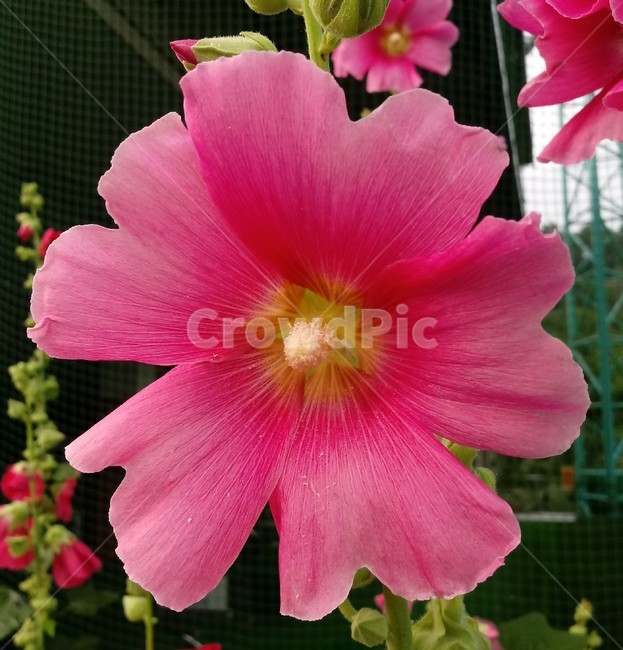 접시꽃,hollyhock,촉규화,덕두화,접중화,촉계화,단오금,황촉화,아욱과
