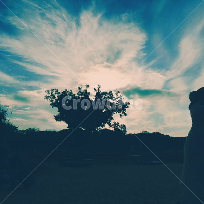 하늘,sky,나무,tree,dark,자연,풍경,nature,landscape,outdoors,옥외,silhouette,실루엣