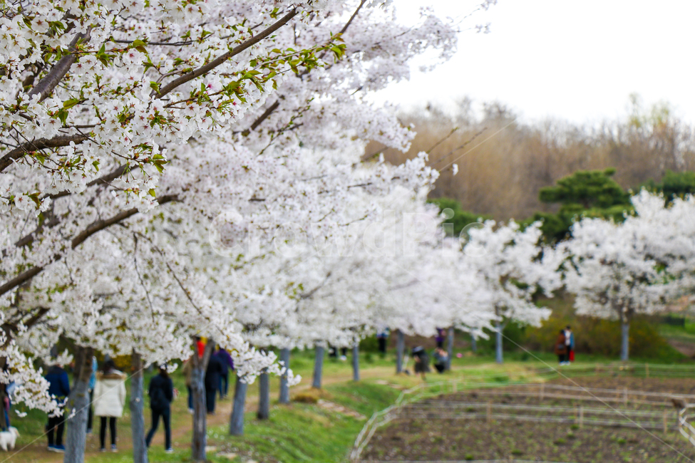 벚꽃,벚꽃나무,봄,흰색,공원,자연,풍경,식물,나무,봄바람,봄,계절,spring,season,자연,풍경,nature,landscape,plant,flower,꽃,blossom