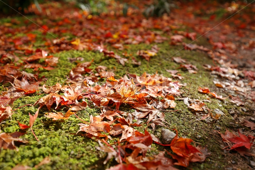 일본여행,단풍,교토,단풍사진,풍경사진,감성,낙엽,느낌,가을,가을,계절,fall,autumn,season,식물,자연,plants,nature,휴식,힐링,rest,relaxation,healing,leaf,잎,plant,tree,나무,ground,바닥,maple