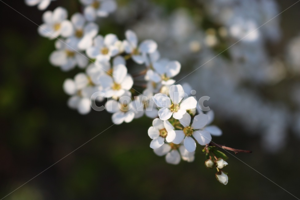 꽃,흰색,노란색,빛,flower,white,yellow,light,hana,shiro,kiiro,hikari,봄,계절,spring,season,식물,자연,plants,nature,꽃,flower,plant,blossom