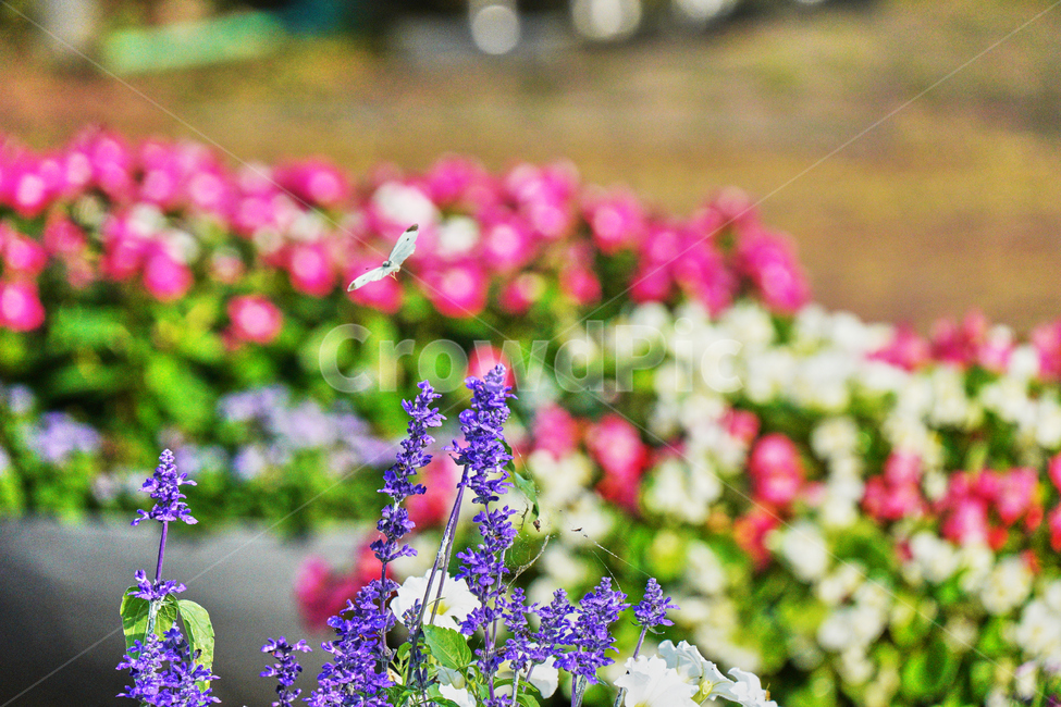 보라,꽃,나비,자연,야외,식물,자연,plants,nature,꽃,flower,동물,animal,곤충,벌레,insect,bug