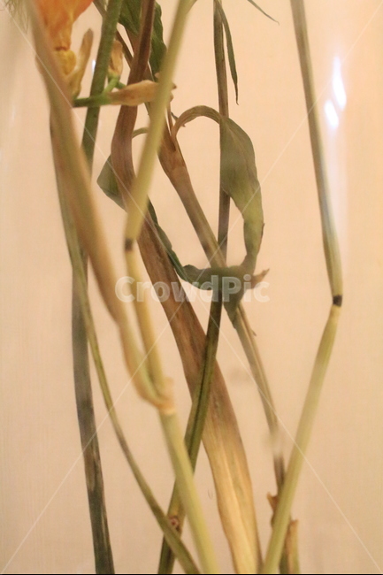 드라이플라워,꽃,줄기,노랑,접사,감성,식물,자연,plants,nature,실내용화초,화분,화초,house plant,인테리어,실내디자인,interior design