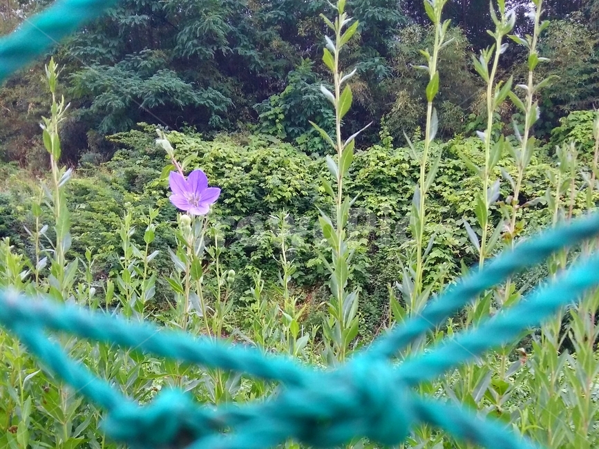 도라지꽃,도라지,풍경,식물,초목,나무,숲,끈,산,시골,산골,plant