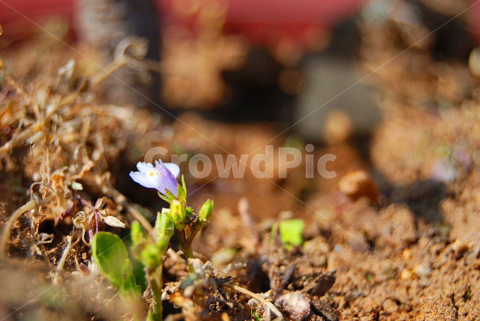 자연,식물,꽃,꽃봉우리,새싹,식물,자연,plants,nature,꽃,flower