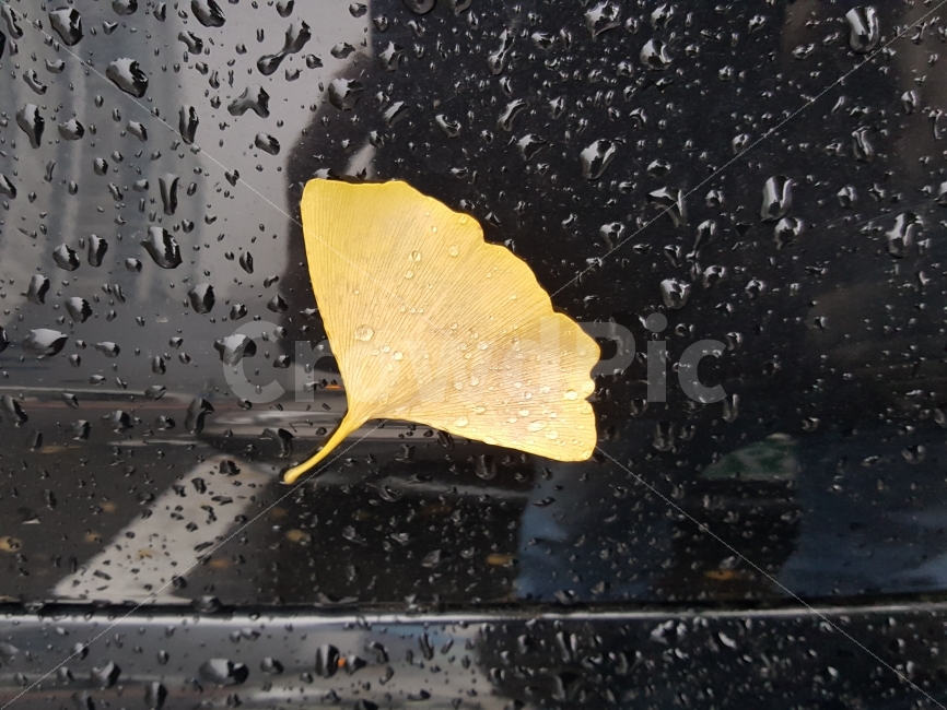 은행잎,노랑,물방울,나뭇잎,식물,가을,계절,fall,autumn,season,식물,자연,plants,nature,비,비오는날,rain,rainy,plant,leaf,잎