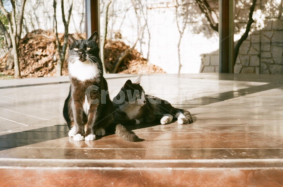 고양이,필름사진,햇살,나른함,오전,여유,아침,동물,animal,포유류,mammal,고양이,cat,kitten,kitty,휴식,힐링,rest,relaxation,healing
