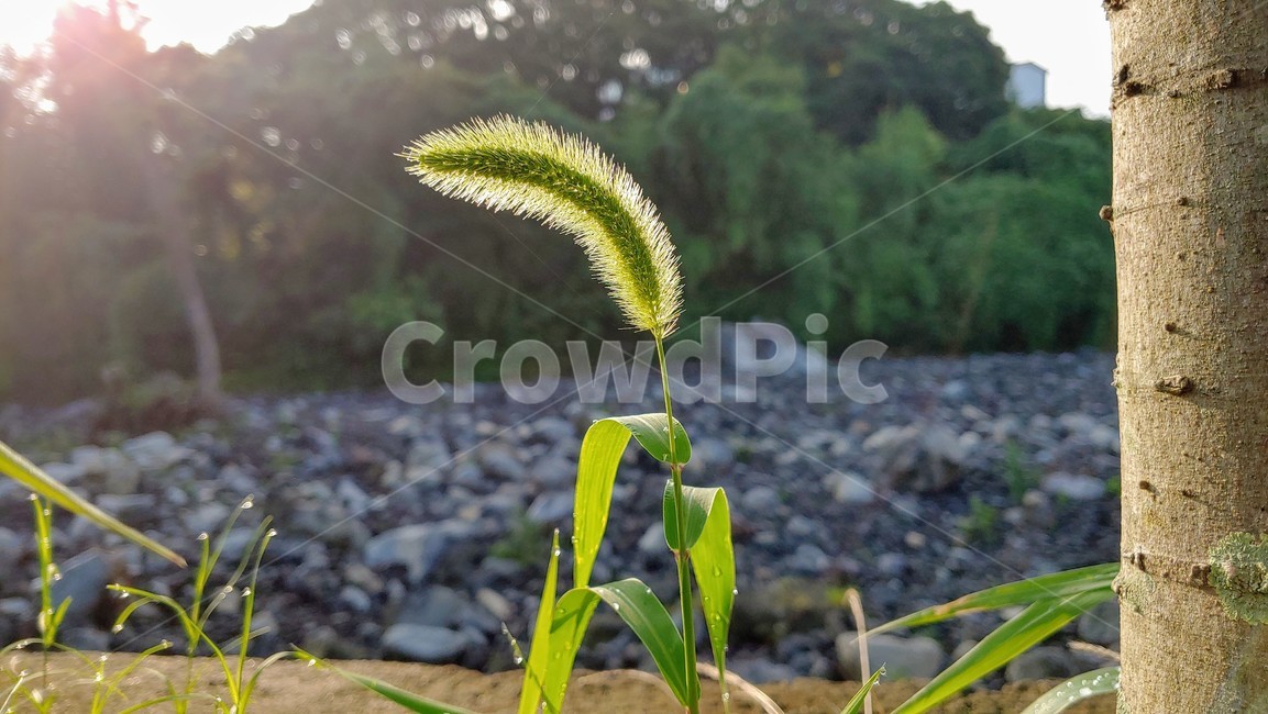 강아지풀,버들강아지,구미초,전초,greenbristlegrass