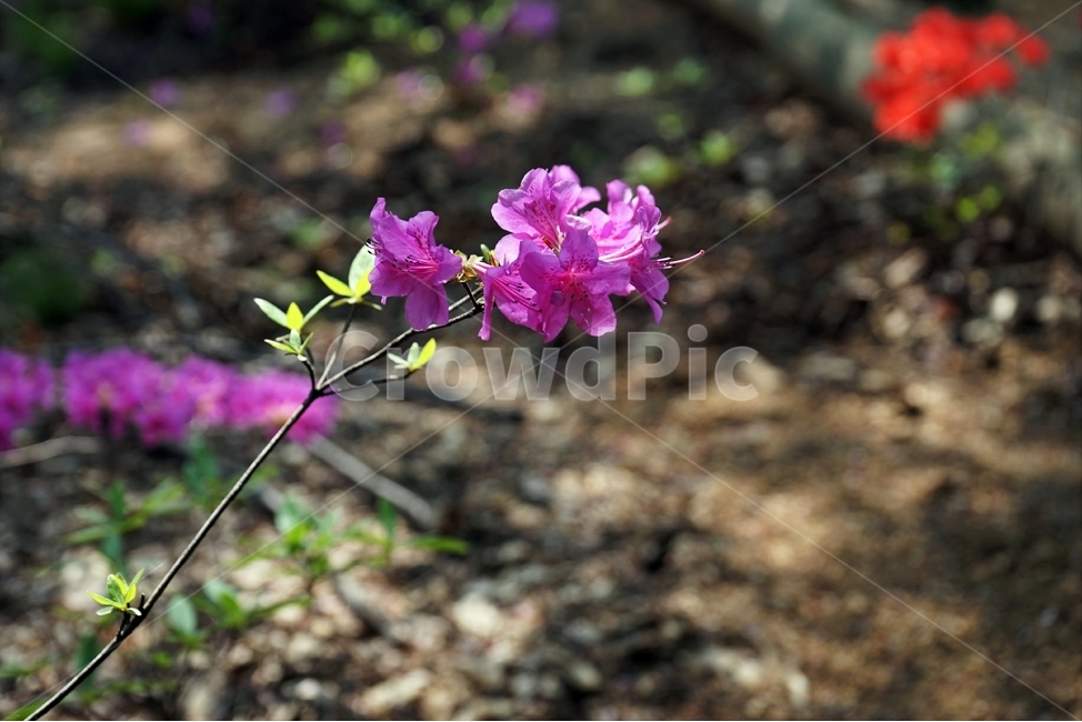 분횽,진달래꽃,분홍,자연,꽃,식물,beautiful,plant,flower,식물,자연,plants,nature,꽃,flower