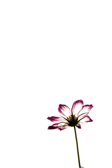 petal,꽃잎,flower,꽃,plant,식물,코스모스,가을,계절,fall,autumn,season,식물,자연,plants,nature,꽃,flower