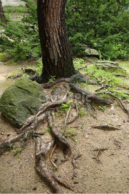 나무,뿌리,식물,plant,자연,nature,식물,자연,plants,nature,나무,trees,wood