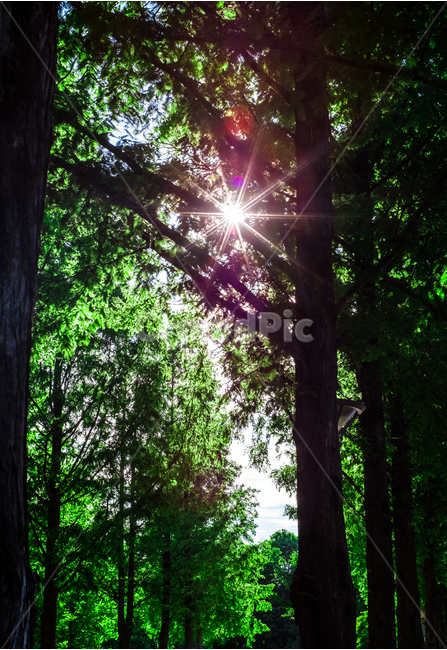 서울숲,거울연못,나무숲,플레어,색,자연,풍경,nature,landscape,식물,plants,나무,trees,wood,light,빛,flare