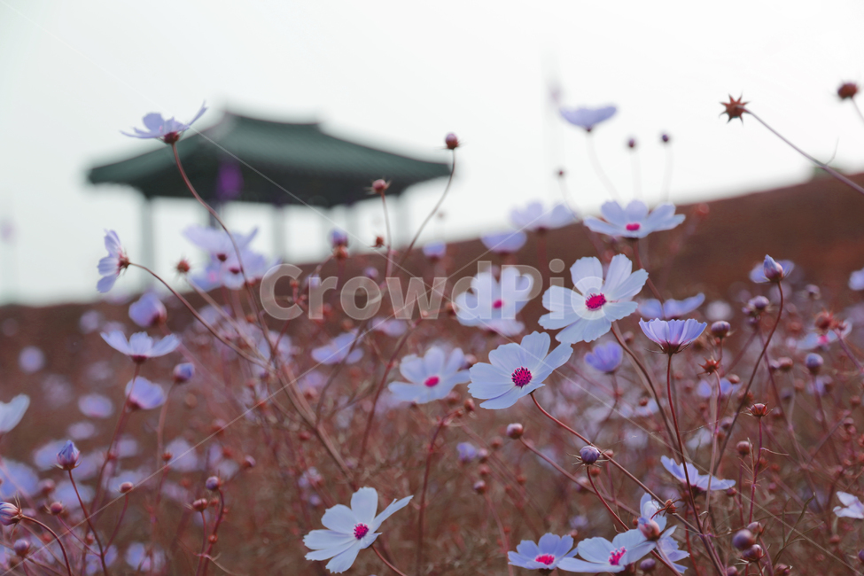 가을,코스모스,정자,핑크,분홍,가을,계절,fall,autumn,season,식물,자연,plants,nature,꽃,flower,감성,sensible,feeling,geranium,제라늄,blossom,plant,petal,꽃잎