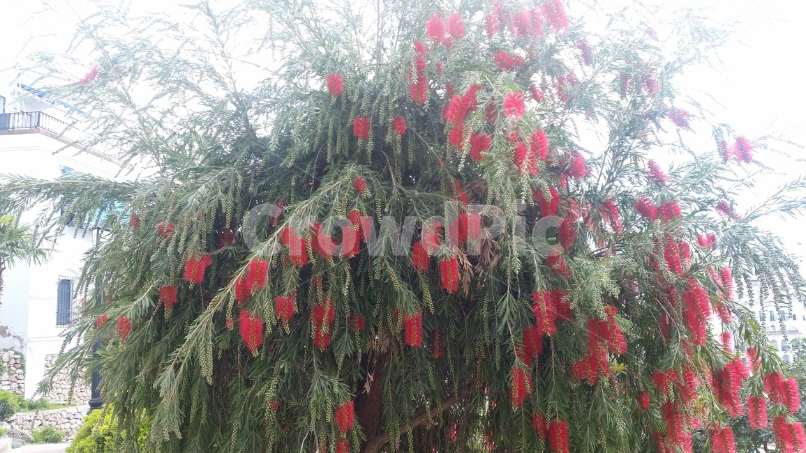 tree,나무,plant,식물,flower,식물,자연,plants,nature,나무,trees,wood