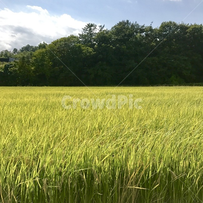 들,field,nature,자연,벼,가을,추수,시골