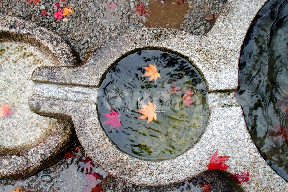 돌확,약수물,단풍,약수터,물,자연,아름다움,목마름,사찰,전통,미네랄,가을,계절,fall,autumn,season,outdoors,옥외