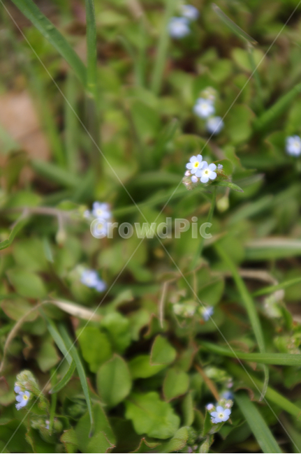 봄,spring,들꽃,꽃,flower,식물,plant,자연,nature,식물,자연,plants,nature,꽃,flower