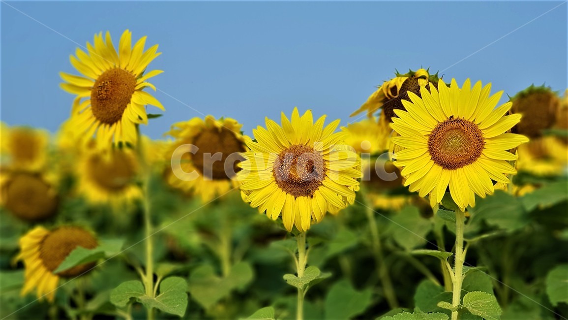 해바라기,꽃,식물,자연,아름다움,태양,sun,가을,여름,계절,plants,season,nature,summer,sunflower