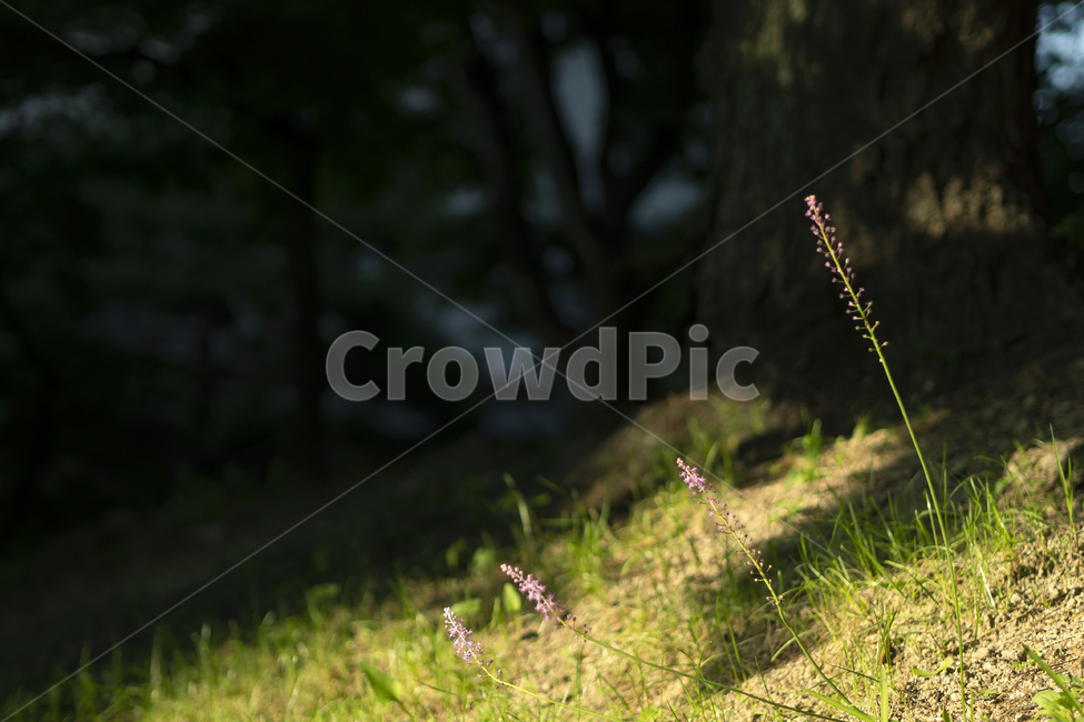 빛,풀,자연,light,grass,nature,식물,자연,plants,nature