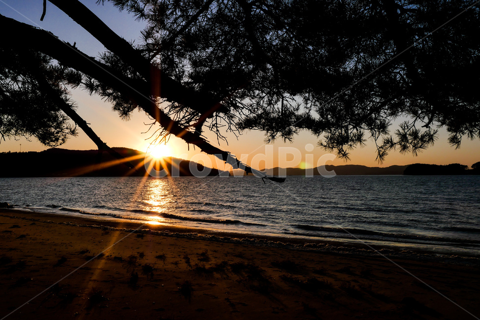 서해,일몰,소나무,바다,모래,자연,풍경,nature,landscape,outdoors,옥외,sunlight,햇빛,dawn,새벽,red sky,붉은 하늘,sunset,sky,하늘,dusk,황혼,light,빛,flare,플레어