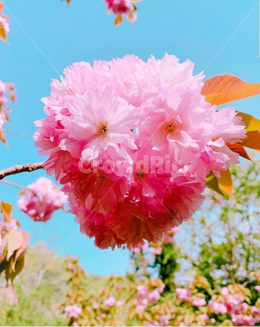 겹벚꽃,왕벚꽃,벚꽃,나무,분홍색,색감,봄,봄나무,봄꽃