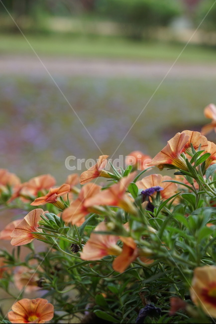 꽃,식물,plant,자연,nature,flower