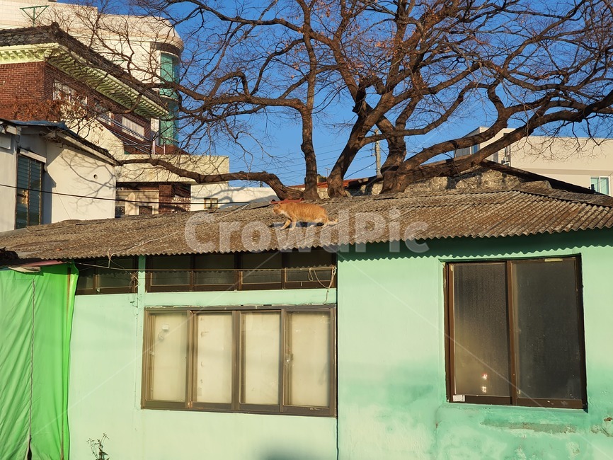 고양이,지붕,나뭇가지,나무,새끼고양이,일광욕,판자집,시골,녹색집