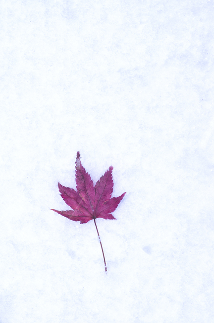 leaf,plant,식물,tree,나무,단풍잎,겨울,눈단풍