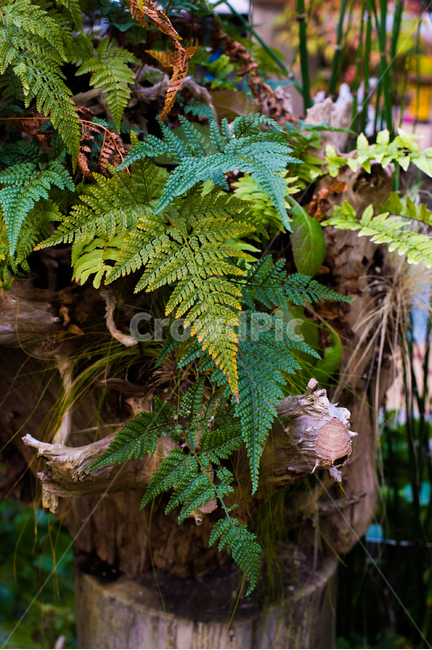 식물,녹색,자연,양치류,plant,fern