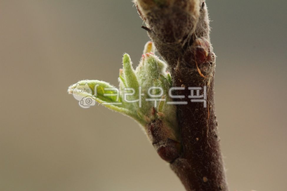 bud, flower, 꽃, sprout, 새싹, 사진,이미지,일러스트,캘리그라피 - 사진동화작가