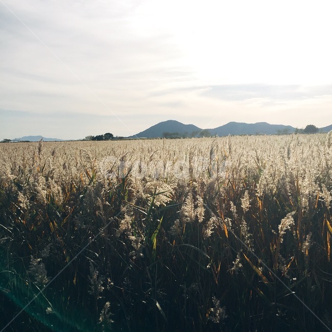 plant,식물,grass,잔디,produce,grain,곡물,vegetable,야채,산하늘,산,구름,하늘,sky,mountain,cloud,reeds,갈대,가을,겨울,사계절,fall,autumn,winter,seasons,fourseasons,갈색,brown