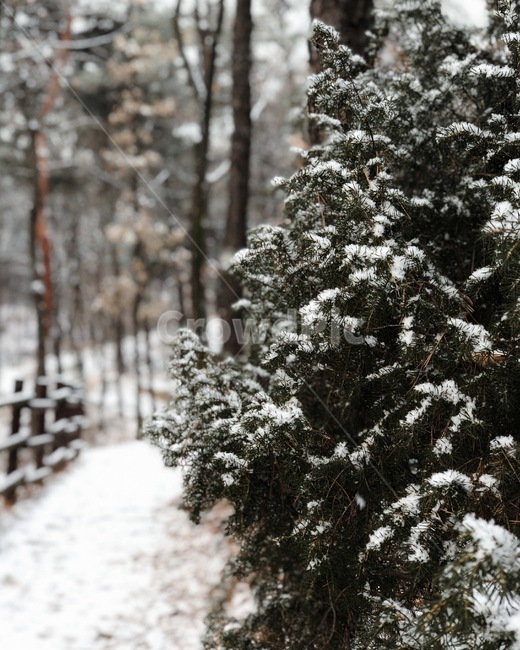 겨울,나무,눈,산,배경,차가움,겨울나무,산책,겨울,계절,winter,season,자연,풍경,nature,landscape,plant,식물,tree,fir,전나무,ornament,장식,christmas tree,크리스마스 트리,outdoors,옥외