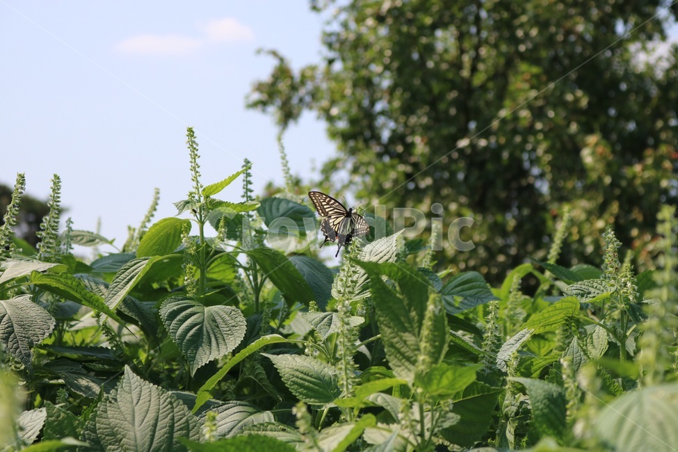 나비,곤충,하늘,자연,구름,나무,식물,깻잎,야채,butterfly,chou,insect,konchuu,sky,sora,nature,cloud,kumo,tree,ki,plants,shokubutsu,sesameleaf,gomanoha,식물,자연,plants,nature,꽃,flower,동물,animal,곤충,벌레,insect,bug