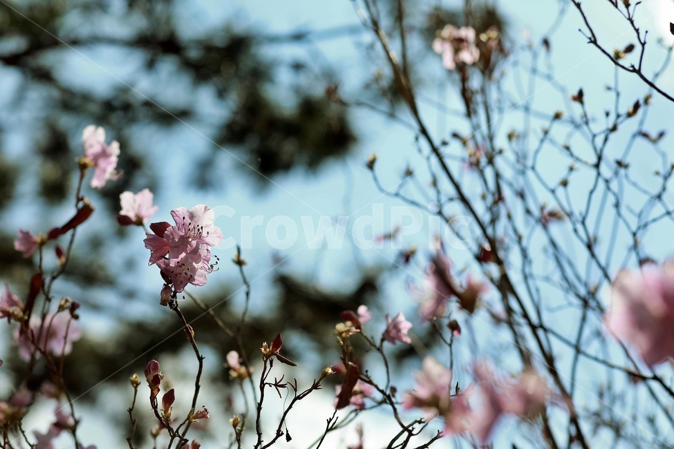 홍매화,flower,pink,tree,apricotflower,purple