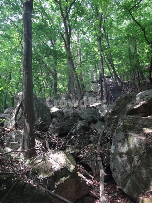 숲속,자연,나무,숲,풍경,자연,풍경,nature,landscape,plant,식물,root,뿌리