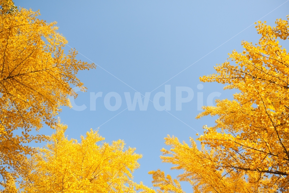 은행,나무,노랑,가을,노란,하늘,가을하늘,은행나무,가을,계절,fall,autumn,season,자연,풍경,nature,landscape,식물,plants,나무,trees,wood,plant,tree