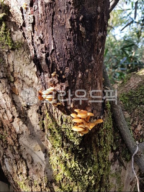 큰갓버섯,팽나무버섯,표고버섯,자연산버섯,식용버섯,버섯,팽이버섯