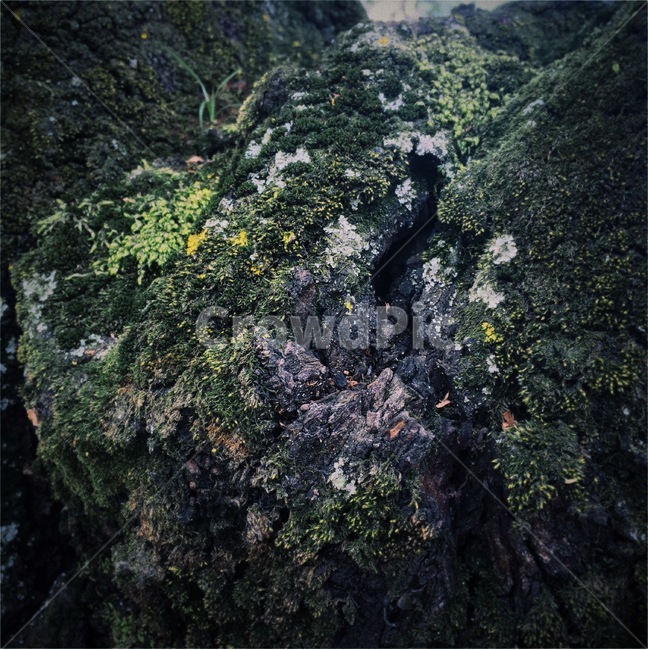 plant,식물,이끼,moss,lichen