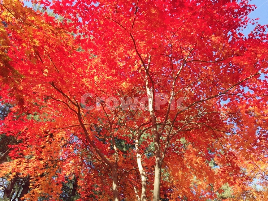 단풍,가을,가을단풍,남이섬,은행,은행잎,가을,계절,fall,autumn,season