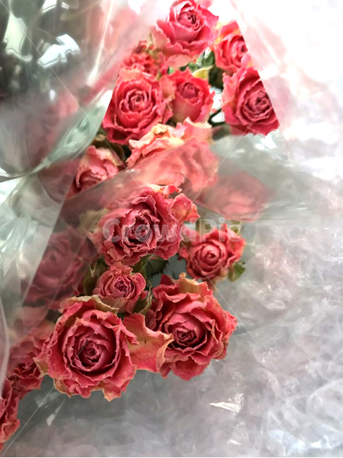 꽃,flower,드라이플라워,장미,미니장미,rose,꽃,flower