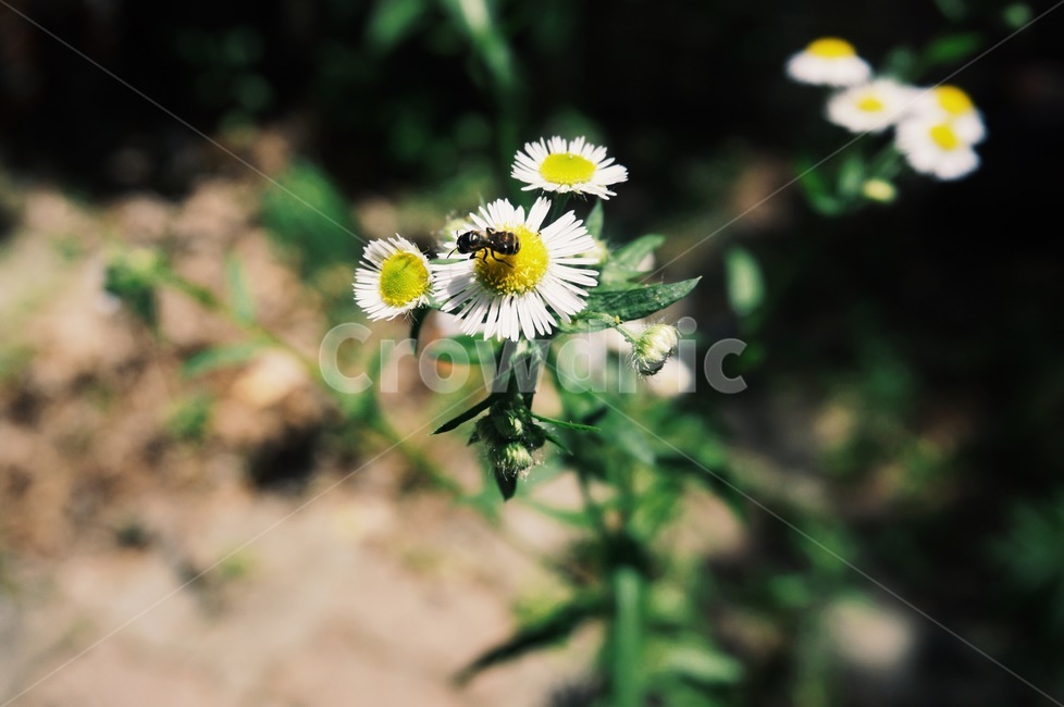 꽃,벌,flower,bee,계란꽃,봄,spring,개망초,마당,풀,곤충