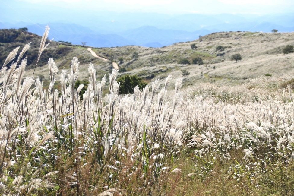 식물,억새,황매산,합천,가을풍경,가을,계절,fall,autumn,season,자연,풍경,nature,landscape,grass,잔디,plant,lawn