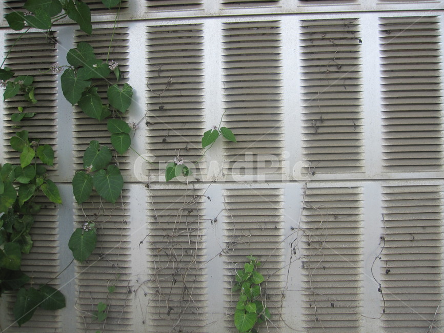 담벼락,담,벽,담쟁이,덩굴,식물,잎사귀,leaf,ivy,잎,담쟁이덩굴,자연,회색,초록,식물,자연,plants,nature,건축물,건물외관,exterior,building,structure,architecture,construction