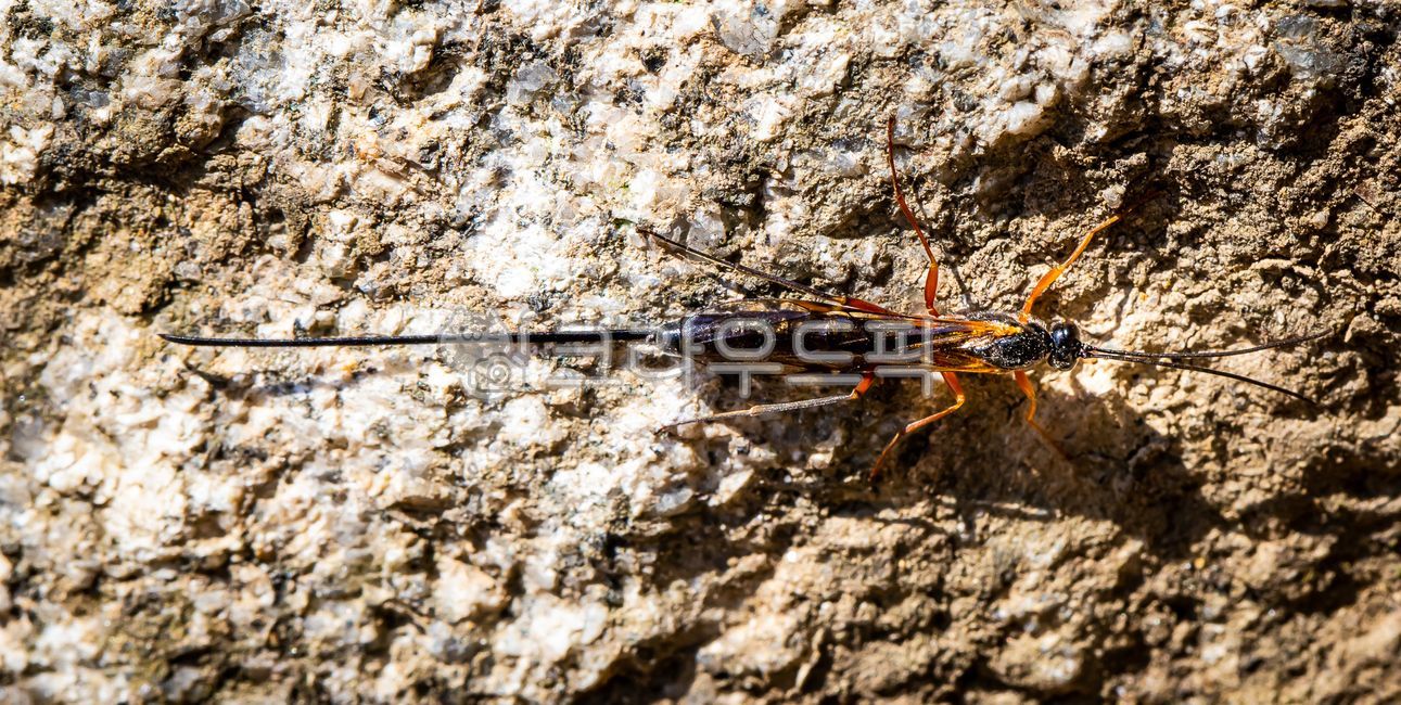 Apechthis,bee,parasitic wasp,cafulifera,insect,animal,invertebrate,apechthis