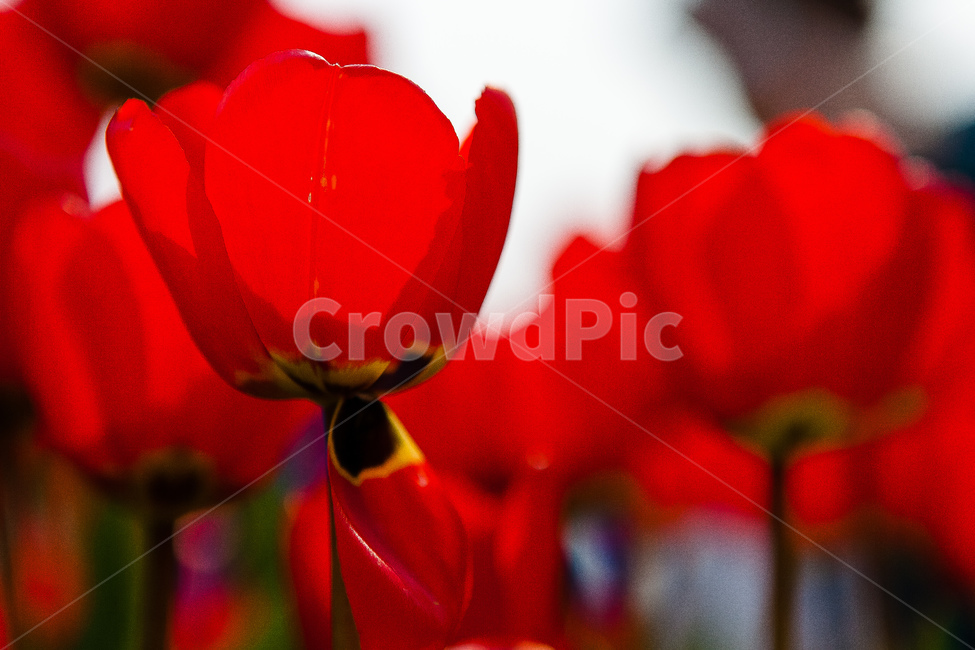 튤립,정원,꽃,식물,튤립정원,봄,계절,spring,season,식물,자연,plants,nature,꽃,flower,geranium,제라늄,blossom,plant,petal,꽃잎
