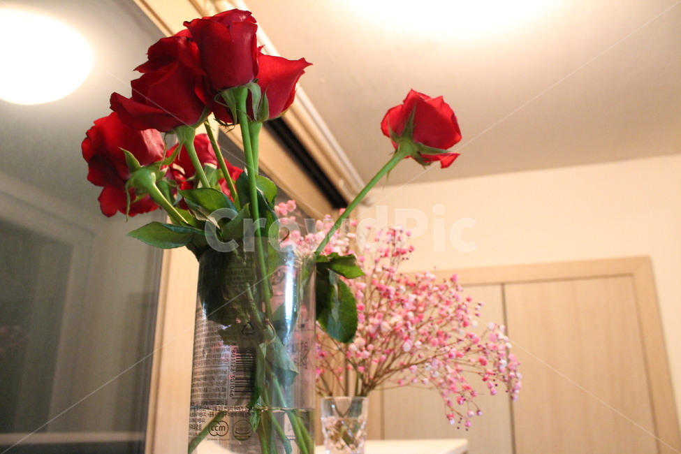 꽃,flower,꽃다발,선물,pink,present,gift,celebrate,구도,분위기,색감,화분,장미,rose,장미꽃